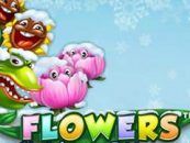 Flowers Christmas Edition Flowers Christmas Edition