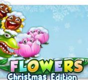 Flowers Christmas Edition