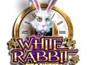 WHITE RABBIT